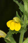 Yellow glandweed